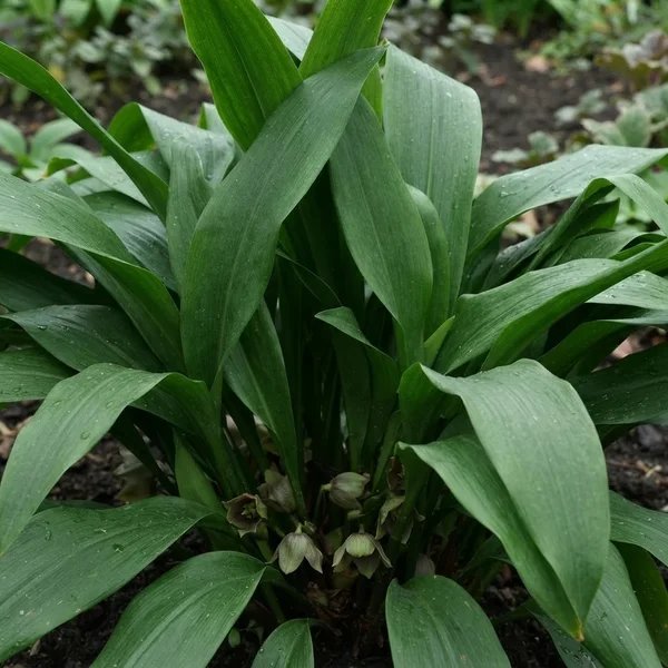 Aspidistra daibuensis 'Yushan Waterfall'