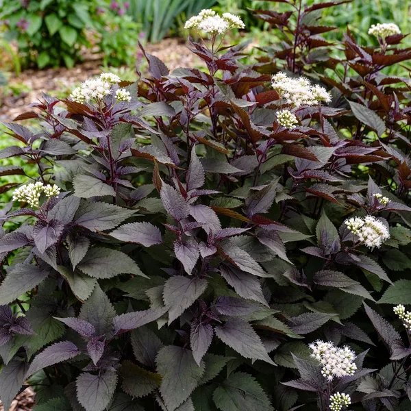 Eupatorium rugosum 'Chocolate'