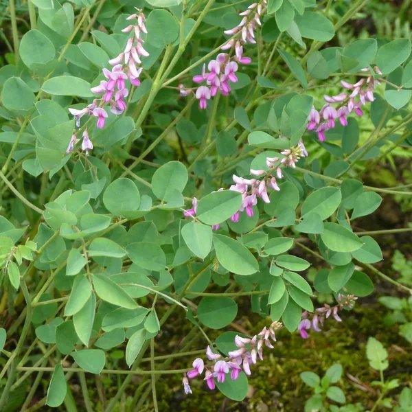 Indigofera kirilowii 'Christo'