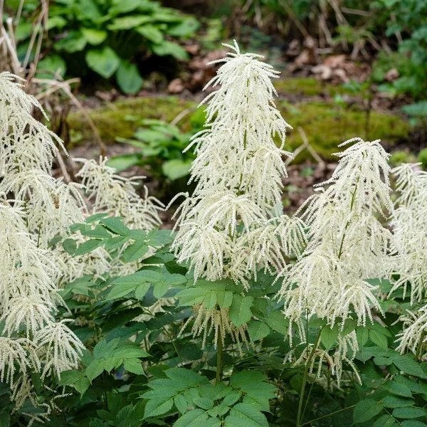Aruncus dioicus 'Noble Spirit'