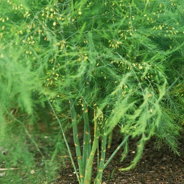 Asparagus officinalis 'Mary Washington'