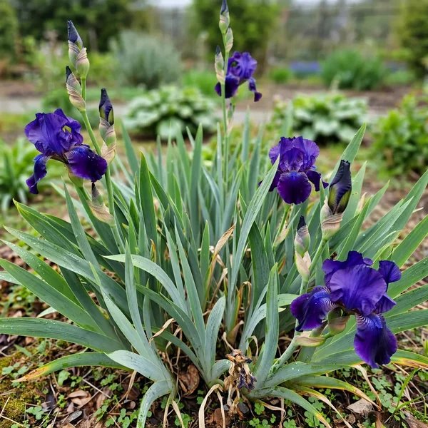 Iris x germanica 'Matinata'