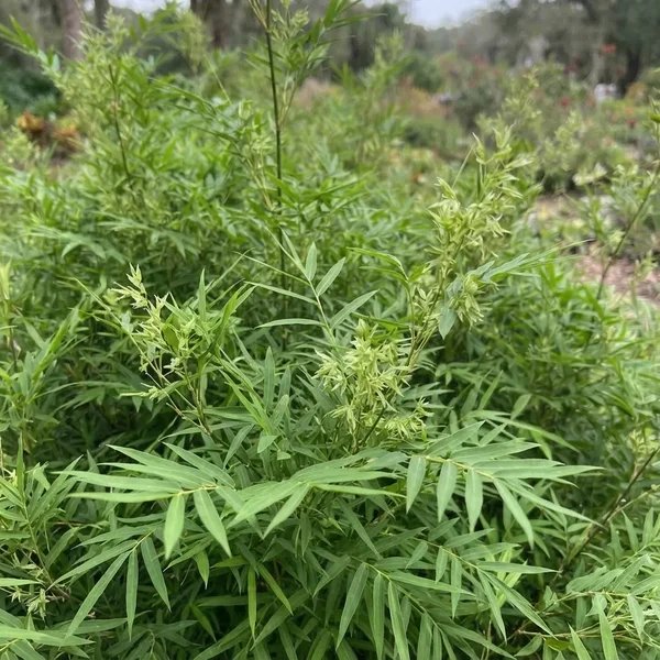 Bambusa multiplex 'Fernleaf'