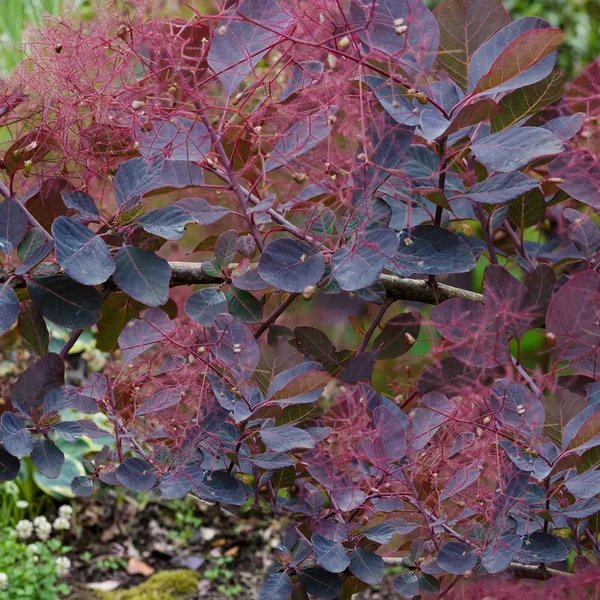Cotinus coggygria 'Dusky Maiden'