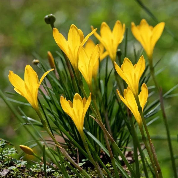 Zephyranthes flavissima