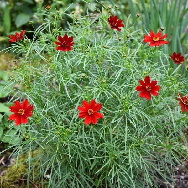 Coreopsis tinctoria 'Hot Paprika'