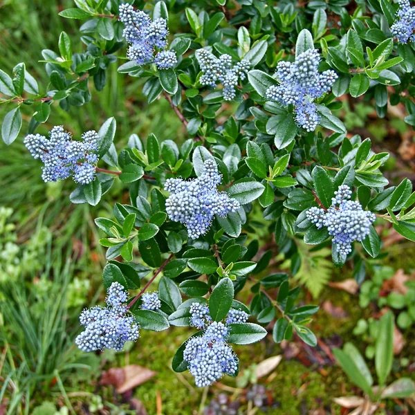 Ceanothus thyrsiflorus 'Yankee Point'