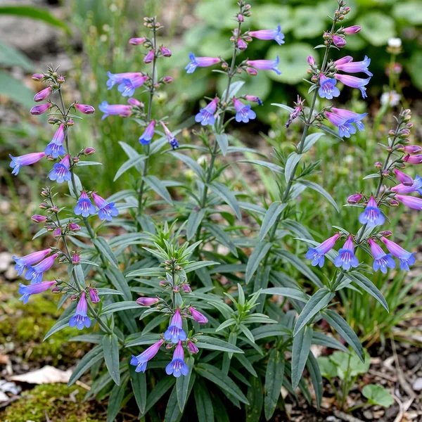 Penstemon heterophyllus 'Blue Springs'