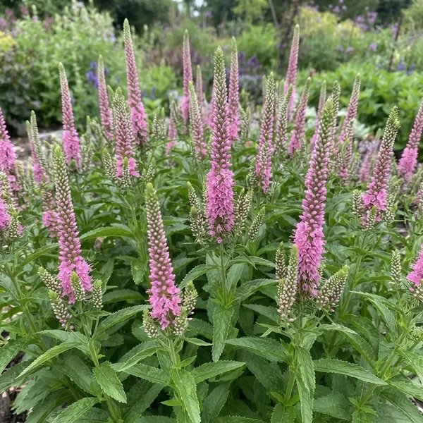 Veronica spicata 'Pink Potion'
