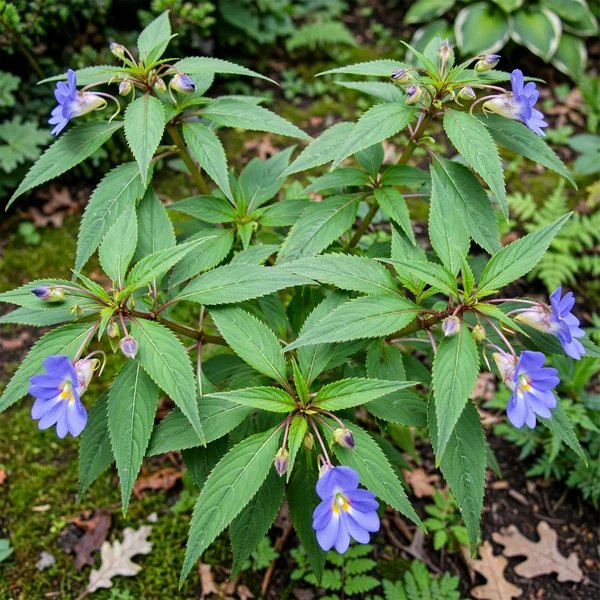 Impatiens namchabarwensis 'Blue Diamond'