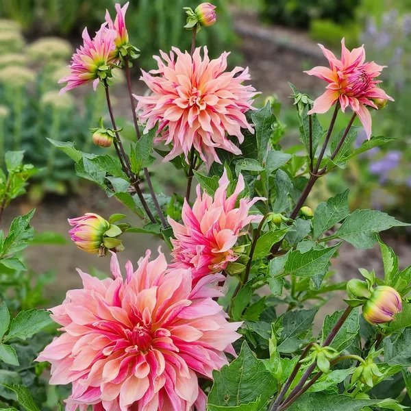 Dahlia x hybrida 'Labyrinth'