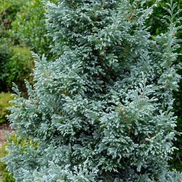 Chamaecyparis nootkatensis 'Glauca'