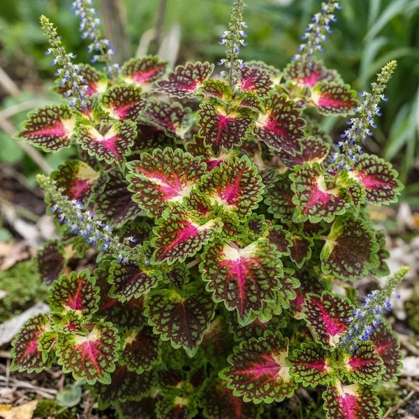 Solenostemon scutellarioides 'Colorblaze Strawberry Drop'