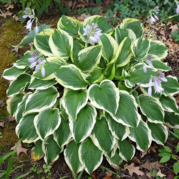 Hosta x hybrida 'Bobbie Sue'