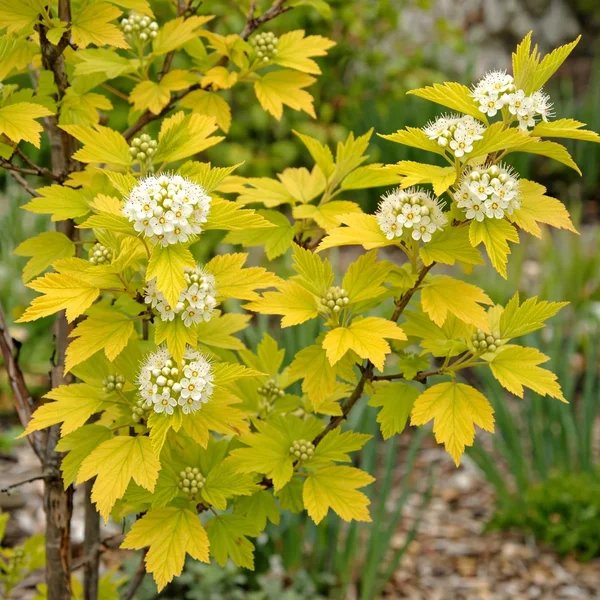 Physocarpus opulifolius 'Lynwood Gold'