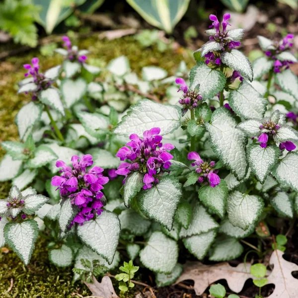 Lamium maculatum 'Purple Dragon'