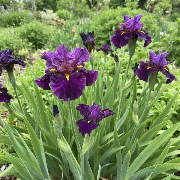Iris x hybrida 'Now and Forever'
