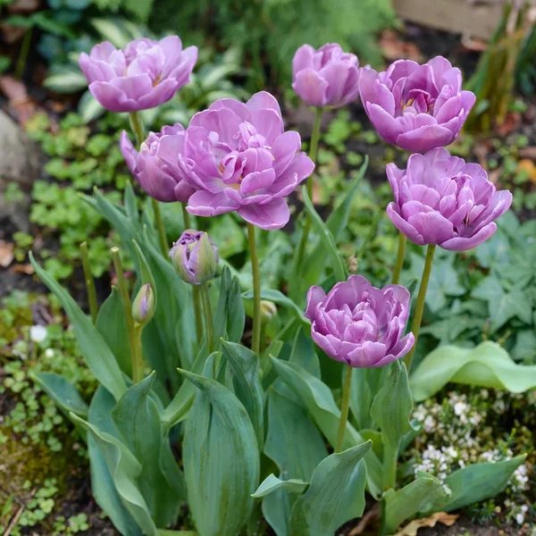 Tulipa x hybrida 'Lilac Perfection'