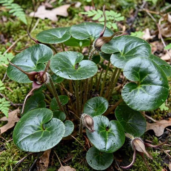 Asarum hirsutisepalum