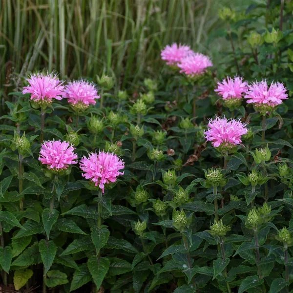 Monarda didyma 'Pink Frosting'