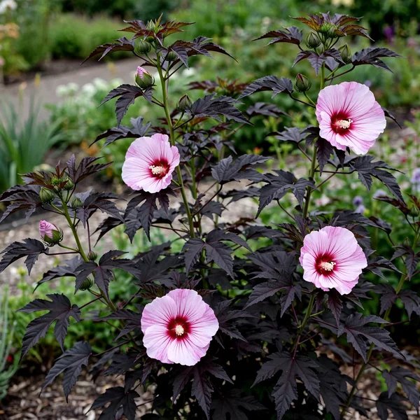 Hibiscus moscheutos 'Starry Starry Night'