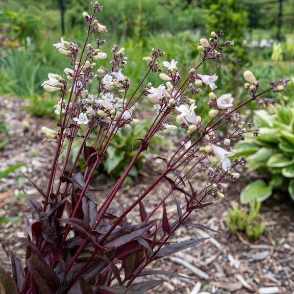 Penstemon digitalis 'Husker Red'