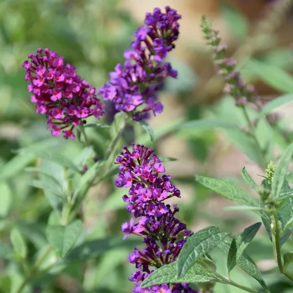 Buddleja davidii 'Color Crush'