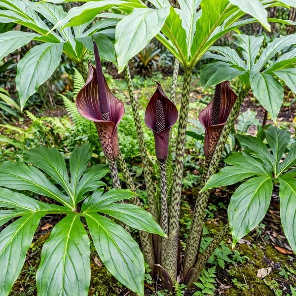 Amorphophallus pseudoharmandii 'Hot Legs'