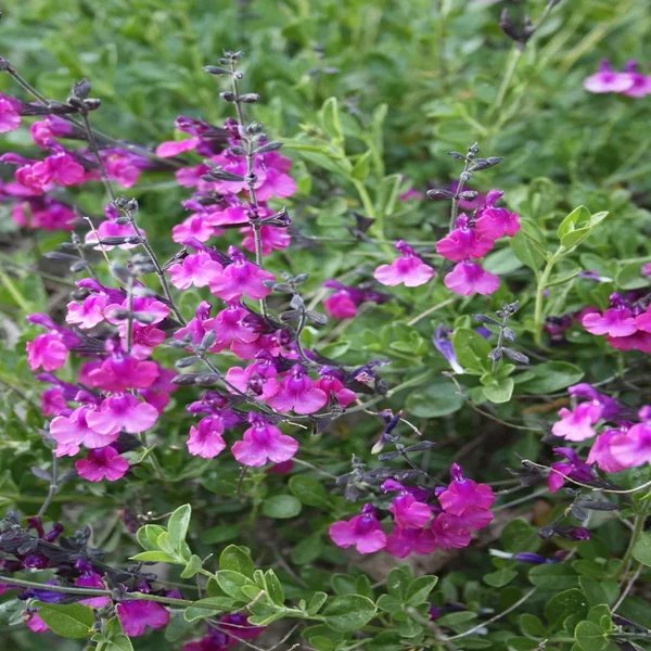 Salvia greggii 'Diane'