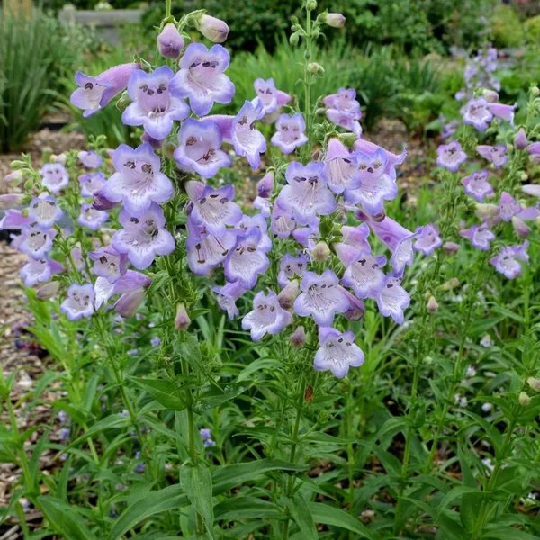 Penstemon x hybrida 'Cha Cha Lavender'