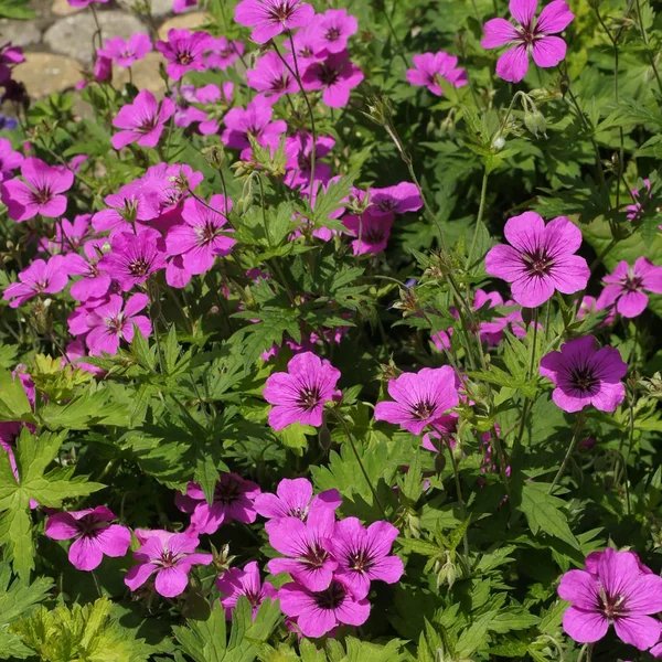 Geranium sibiricum 'Patricia'