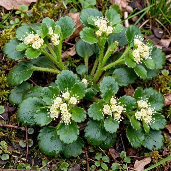 Chrysosplenium macrophyllum