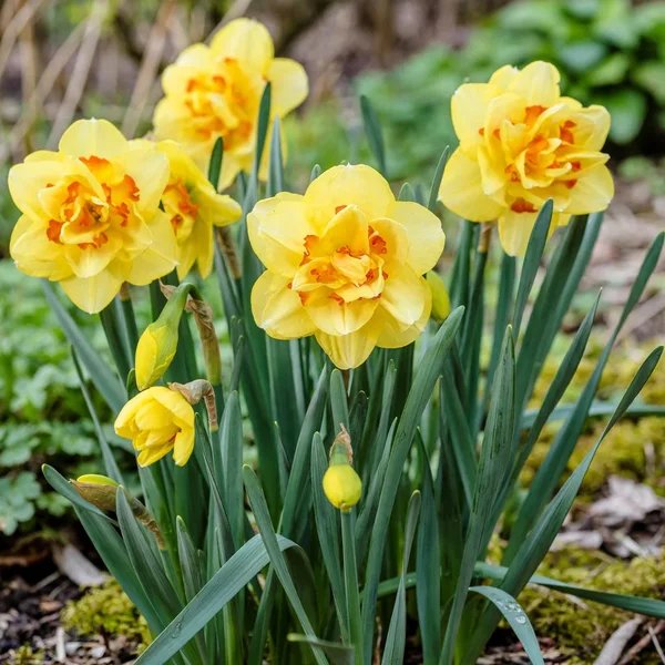 Narcissus pseudonarcissus 'Tahiti'