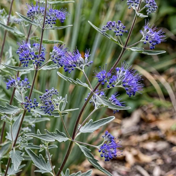 Caryopteris x clandonensis 'Dark Knight'
