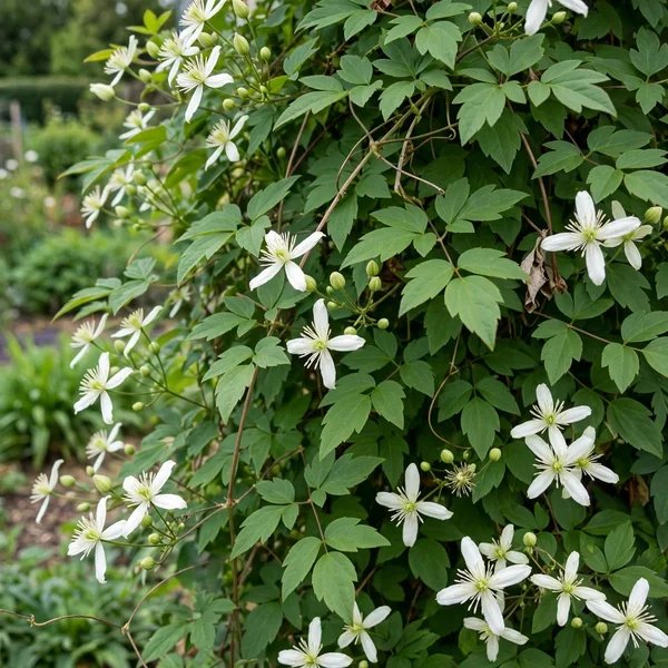 Clematis vitalba 'Minister'