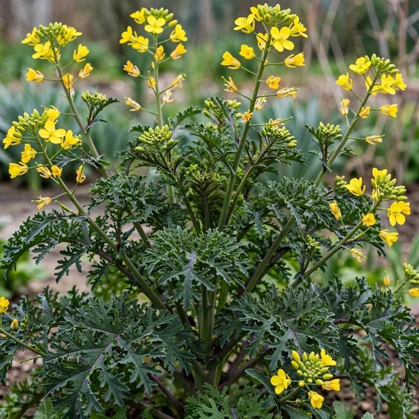 Brassica oleracea 'Terek'