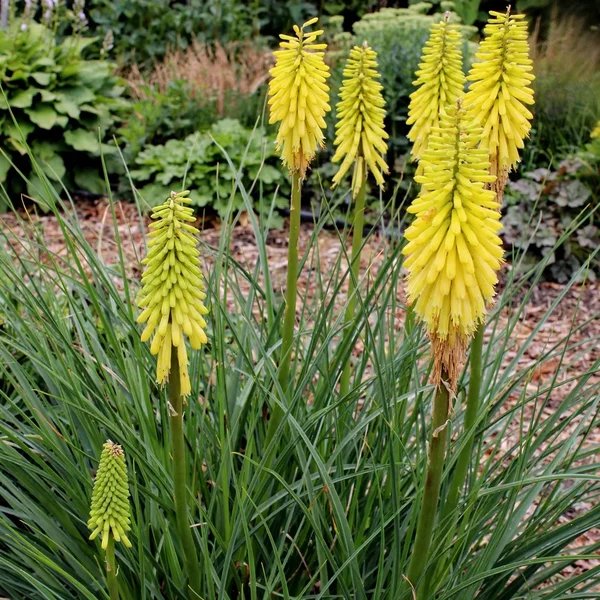 Kniphofia uvaria 'Lemon Popsicle'