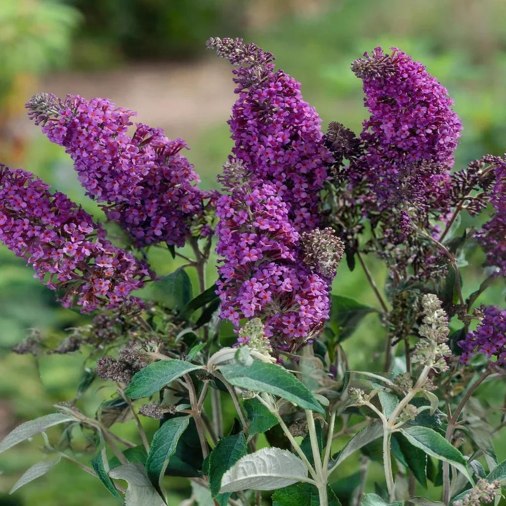 Butterfly Bush
