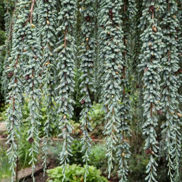 Chamaecyparis thyoides 'Glauca Pendula'
