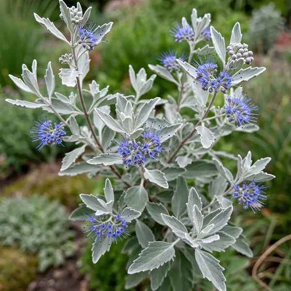 Caryopteris incana 'Pavilion Blue'