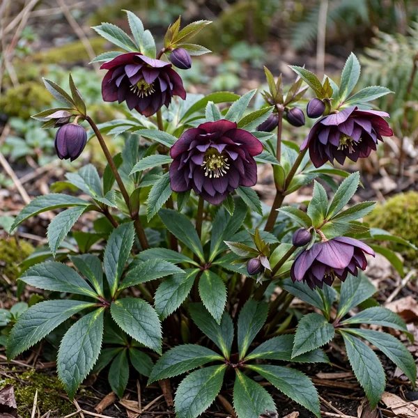 Helleborus orientalis 'Dashing Groomsmen'