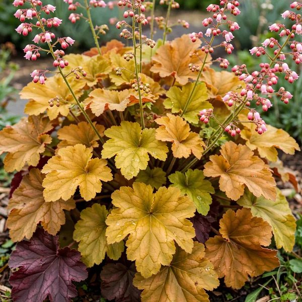 Heuchera x brizoides 'Mega Caramel'