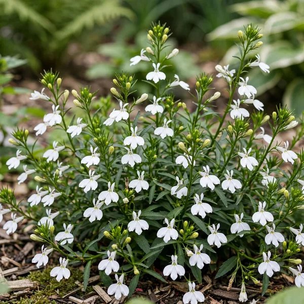 Lobelia erinus 'Fountain White'