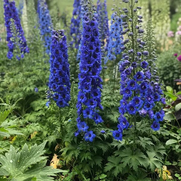 Delphinium elatum 'Blue Buccaneers'