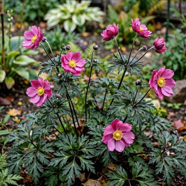 Anemone x hybrida 'Curtain Call Deep Rose'