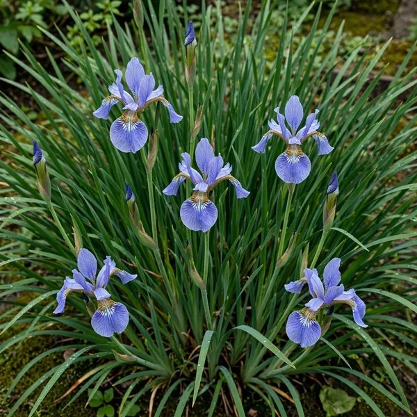 Iris sibirica 'Welcome Return'