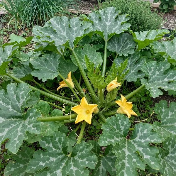Cucurbita pepo 'Ronde de Nice'