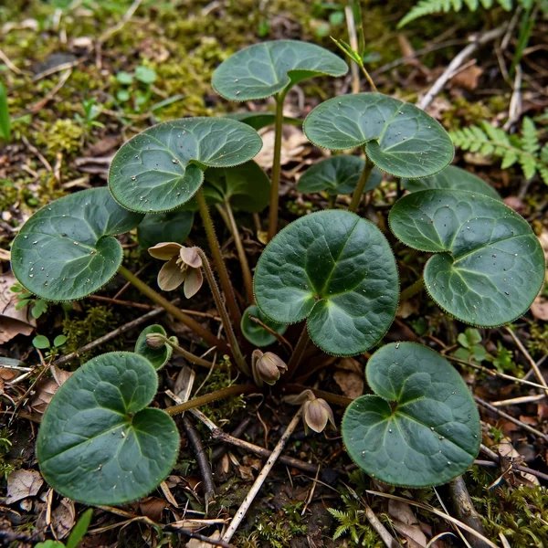Asarum ikegamii