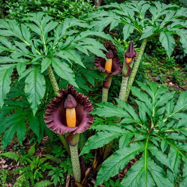 Amorphophallus gigas