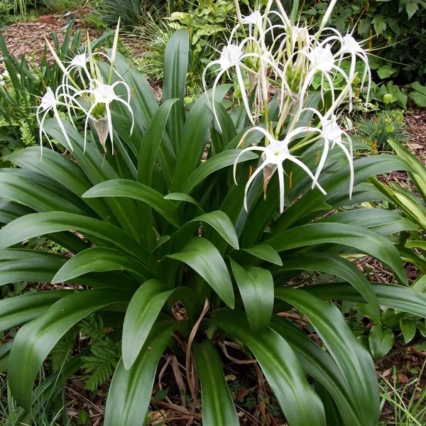 Hymenocallis caribaea 'Superstar'